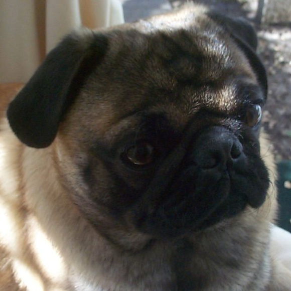 Meet your Posher, Cocoandbean - Picture 5 of 6